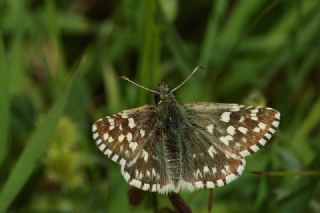 Ege Z�pz�p�&nbsp;(Pyrgus&nbsp;melotis)