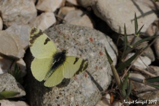 Do�u Elfinstonyas�&nbsp;(Euchloe&nbsp;penia)