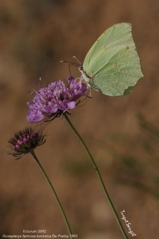 Anadolu Orakkanad�&nbsp;(Gonepteryx&nbsp;farinosa)