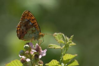 Brtlen Brentisi (Brenthis daphne)