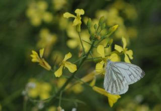 Yalanc Beyazmelek (Pieris pseudorapae)