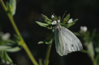 Yalanc Beyazmelek (Pieris pseudorapae)