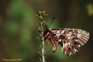 Gney Fistosu (Zerynthia polyxena)