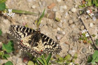 Gney Fistosu (Zerynthia polyxena)