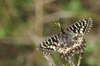 Gney Fistosu (Zerynthia polyxena)