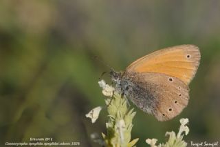 Kafkasya Z�pz�p Perisi&nbsp;(Coenonympha&nbsp;symphita)