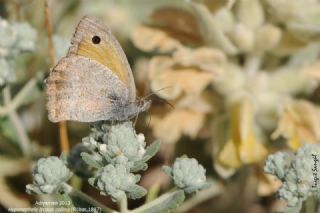 K���k Esmerperi&nbsp;(Hyponephele&nbsp;lycaon)