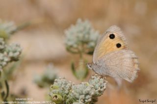 K���k Esmerperi&nbsp;(Hyponephele&nbsp;lycaon)