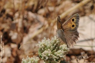 K���k Esmerperi&nbsp;(Hyponephele&nbsp;lycaon)