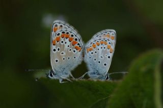 �okg�zl� Esmer&nbsp;(Aricia&nbsp;agestis)