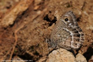 Beyaz Damarl� Pirireis&nbsp;(Satyrus&nbsp;amasinus)