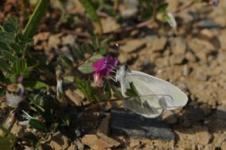 Narin Orman Beyaz (Leptidea sinapis)