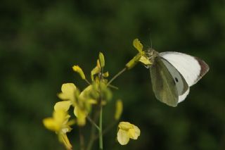 Byk Beyazmelek  (Pieris brassicae)