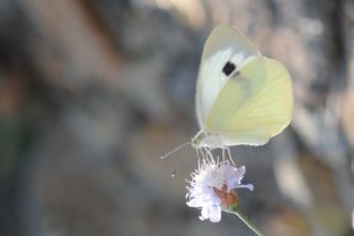 Byk Beyazmelek  (Pieris brassicae)