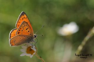 Anadolu Ate� G�zeli&nbsp;(Lycaena&nbsp;asabinus)