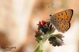 Alev Ate�g�zeli&nbsp;(Lycaena&nbsp;kefersteinii)