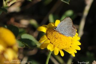 Mavi Sevbeni&nbsp;(Satyrium&nbsp;armenum)