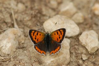 Benekli Bak�r G�zeli&nbsp;(Lycaena&nbsp;phlaeas)
