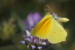 Kleopatra&nbsp;(Gonepteryx&nbsp;cleopatra)