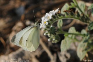 Kk Beyazmelek (Pieris rapae)