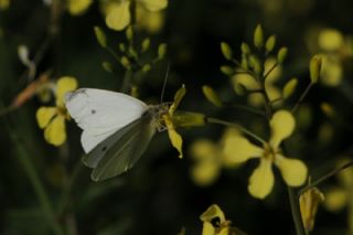 Kk Beyazmelek (Pieris rapae)