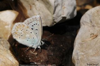 �okg�zl� Yalanc� �illi Mavi&nbsp;(Polyommatus&nbsp;corydonius)