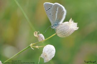 �okg�zl� Damon Mavisi&nbsp;(Polyommatus&nbsp;damon)