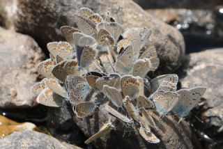 �okg�zl� Toros Mavisi&nbsp;(Aricia&nbsp;isauricus)