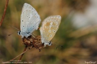 �okg�zl� Toros Mavisi&nbsp;(Aricia&nbsp;isauricus)