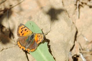 Benekli Bakr Gzeli (Lycaena phlaeas)