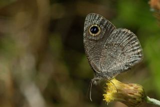 Karag�z&nbsp;(Ypthima&nbsp;asterope)