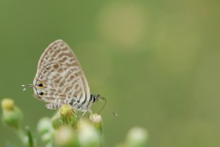 Mavi Zebra&nbsp;(Leptotes&nbsp;pirithous)