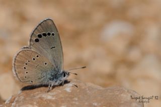 Anadolu Karag�z Mavisi&nbsp;(Glaucopsyche&nbsp;astraea)