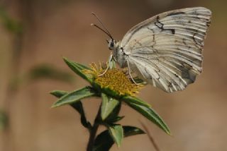 Akdeniz Melikesi&nbsp;(Melanargia&nbsp;titea)