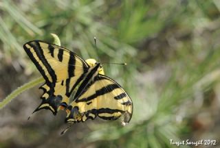 Kaplan K�rlang��kuyruk&nbsp;(Papilio&nbsp;alexanor)