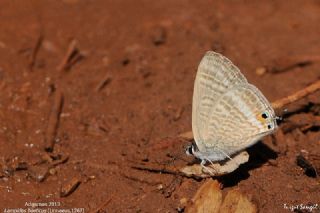 Lampides&nbsp;(Lampides&nbsp;boeticus)