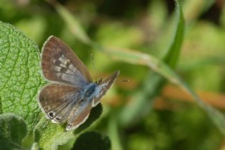 Mavi Zebra (Leptotes pirithous)