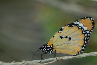 Sultan&nbsp;(Danaus&nbsp;chrysippus)