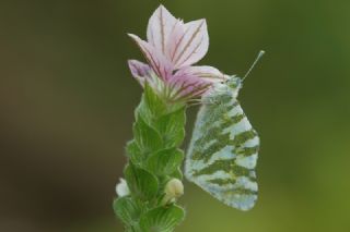 Akdeniz Oyklosu&nbsp;(Euchloe&nbsp;belemia)