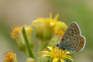 �okg�zl� Mavi&nbsp;(Polyommatus&nbsp;icarus)