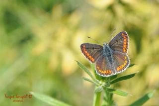 �okg�zl� Esmer&nbsp;(Aricia&nbsp;agestis)