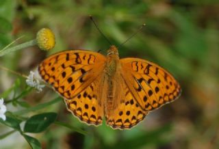 Byk nci (Fabriciana adippe)