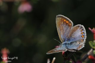 �okg�zl� Mavi&nbsp;(Polyommatus&nbsp;icarus)