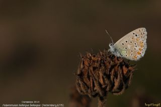 okgzl Gk Mavisi (Polyommatus bellargus)