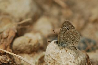 Karsandra&nbsp;(Zizeeria&nbsp;karsandra)