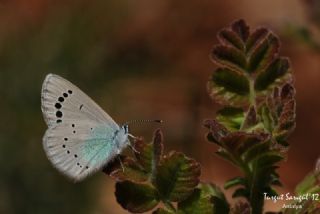 Karag�z Mavisi&nbsp;(Glaucopsyche&nbsp;alexis)