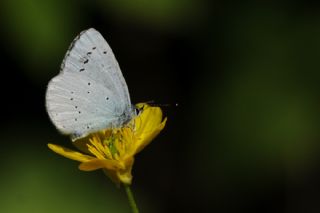 Kutsal Mavi (Celastrina argiolus)