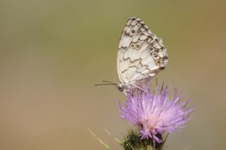 Anadolu Melikesi (Melanargia larissa)