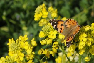 Diken Kelebei (Vanessa cardui)