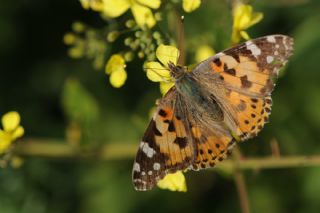 Diken Kelebei (Vanessa cardui)